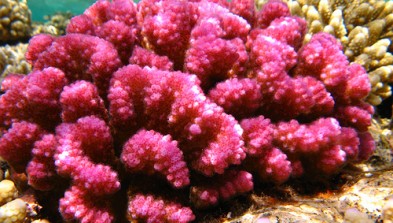 Sharm el-Sheij