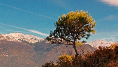 Sierra Nevada