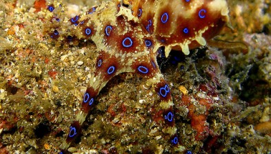 Sulawesi