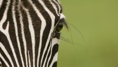 Tanzania
