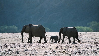 Zambia