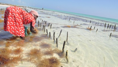 Zanzibar