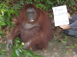 Orangutan