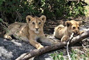Safari en Kenia Privado ( parques nacionales de Masai Mara, Lago Nakuru ) y buceo en Zanzibar