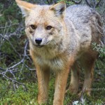 Zorro en Parque Nacional Tierra de Fuego en Ushuaia – Argentina