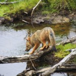 Zorro en Parque Nacional Tierra de Fuego en Ushuaia – Argentina