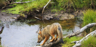 Momento curioso en una excursión a Tierra del Fuego Zorro en Parque Nacional Tierra de Fuego en Ushuaia - Argentina