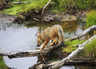 Momento curioso en una excursión a Tierra del Fuego Zorro en Parque Nacional Tierra de Fuego en Ushuaia - Argentina
