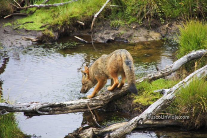 Momento curioso en una excursión a Tierra del Fuego Zorro en Parque Nacional Tierra de Fuego en Ushuaia - Argentina