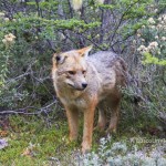 Zorro en Parque Nacional Tierra de Fuego en Ushuaia – Argentina