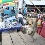 gallo_pescado