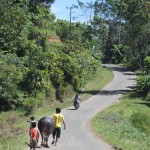 Camino Tana Toraja