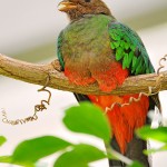 quetzal