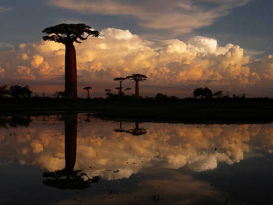 Baobabs en Madagascar