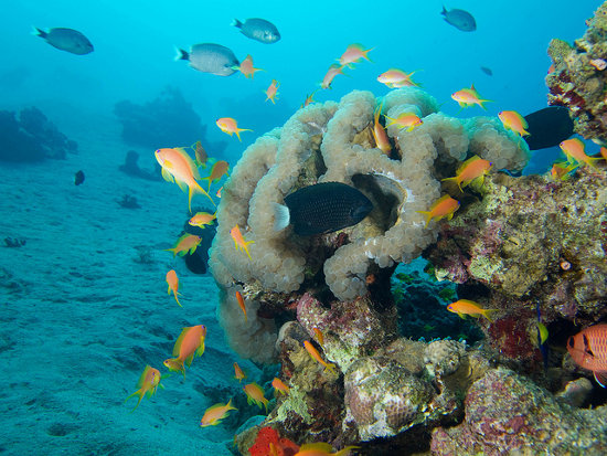 Buceo en Aqaba