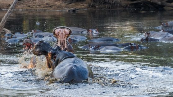 Parque Nacional de Kafue Zambia