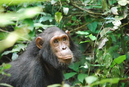 PARQUE NACIONAL GOMBE STREAM Tanzania