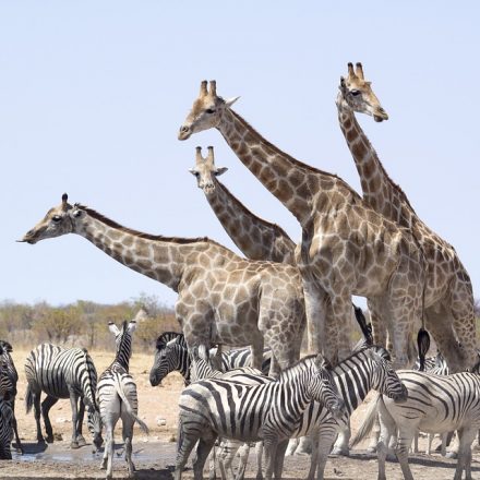 Parque Nacional de Etosha Namibia