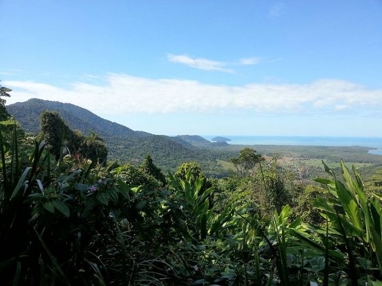 daintree rainforest australia