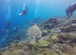 Mejores lugares y consejos para practicar buceo en Indonesia Buceo en Indonesia