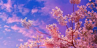 La mejor época para ver los cerezos en flor en Japón