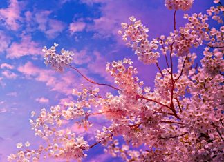 La mejor época para ver los cerezos en flor en Japón