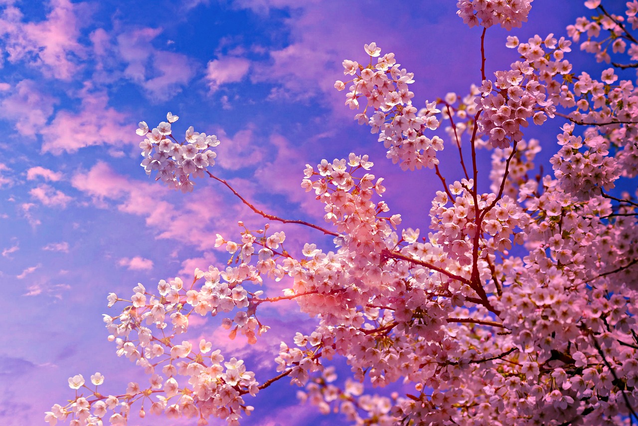 La mejor época para ver los cerezos en flor en Japón Blog BuscoUnViaje La mejor época para ver los cerezos en flor en Japón Blog BuscoUnViaje