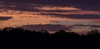 Vive el atardecer de Kalohg Island en un viaje a Indonesia Kalong Island en Indonesia