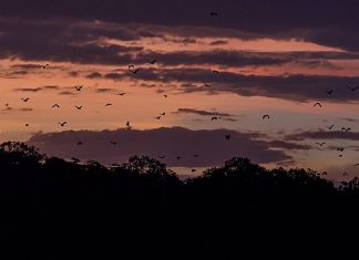 Vive el atardecer de Kalohg Island en un viaje a Indonesia Kalong Island en Indonesia