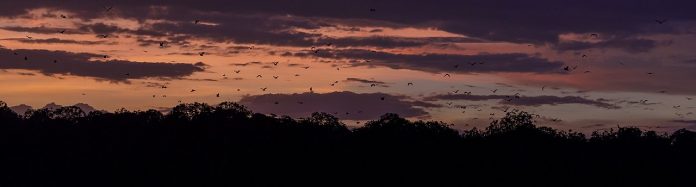 Vive el atardecer de Kalohg Island en un viaje a Indonesia Kalong Island en Indonesia