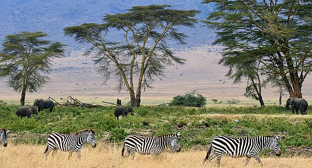 Parque Nacional del Serengueti Tanzania