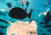 Actividades que puedes hacer en tu viaje a Maldivas