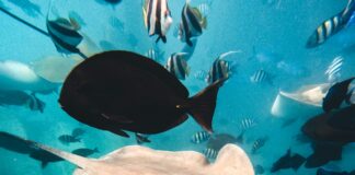 Actividades que puedes hacer en tu viaje a Maldivas