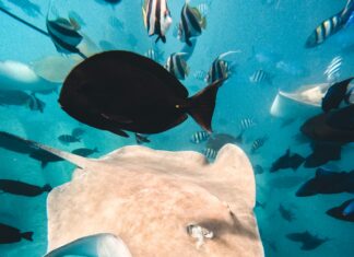 Viajes a Japón y Maldivas: la combinación perfecta