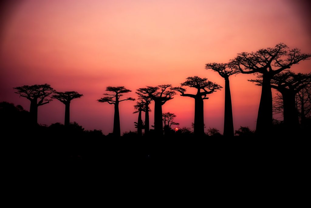 baobabs madagascar