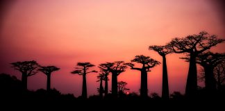 La avenida de los Baobabs en Madagascar baobabs madagascar