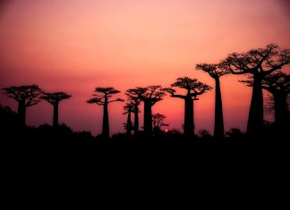 La avenida de los Baobabs en Madagascar baobabs madagascar