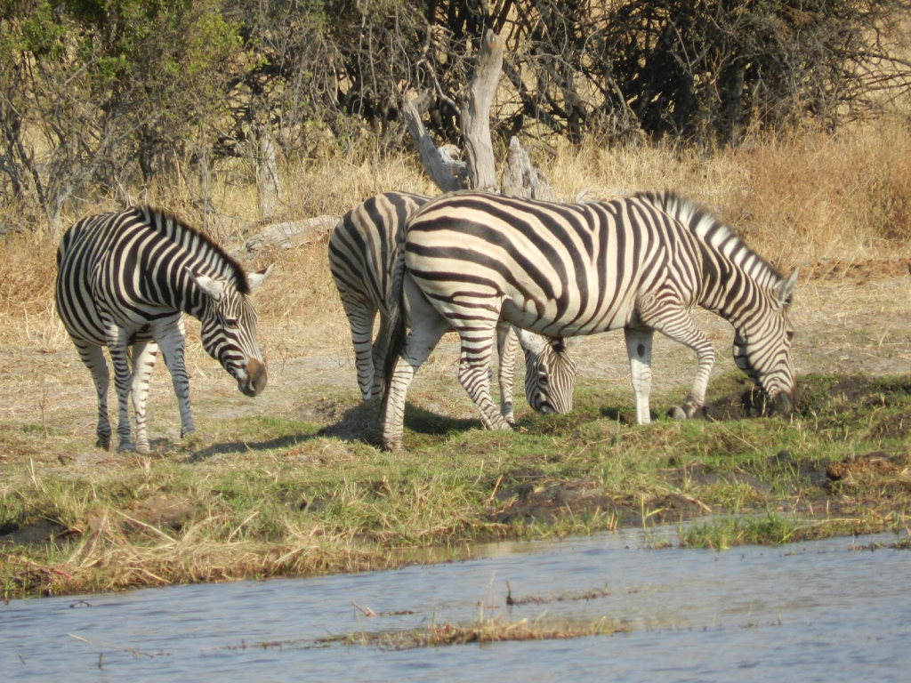 contra el mosquito malaria