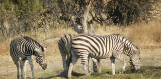 Protección contra el mosquito de la malaria para tu viaje contra el mosquito malaria