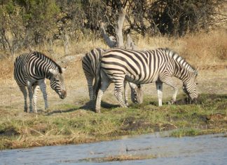 Protección contra el mosquito de la malaria para tu viaje contra el mosquito malaria