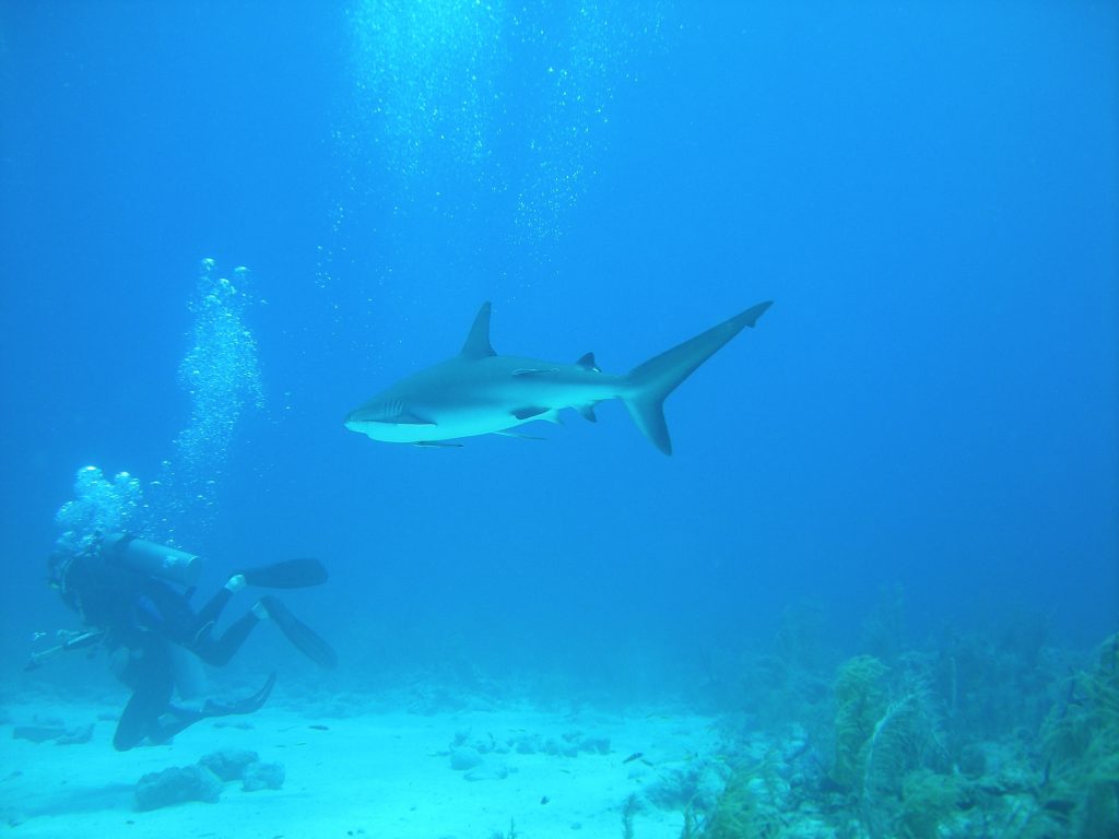 Buceo con tiburones