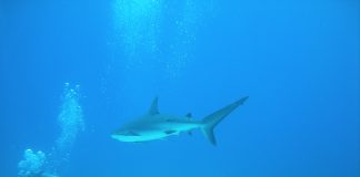 La aventura de bucear en Malasia: los tiburones de Redang Island Buceo con tiburones
