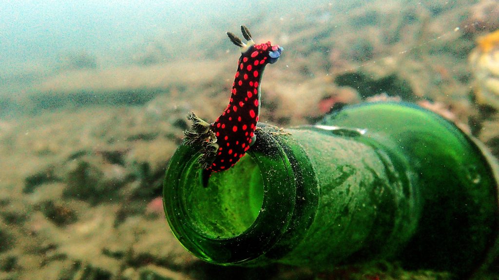 Buceo en Sulawesi