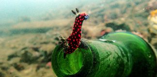 Buceo en Indonesia: Sulawesi Buceo en Sulawesi