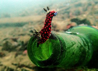 Buceo en Indonesia: Sulawesi Buceo en Sulawesi