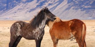 Descubre la fauna en Islandia