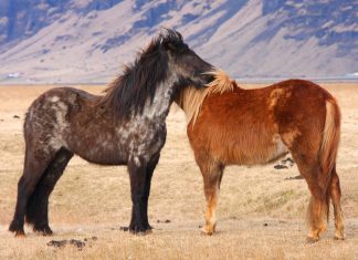 Descubre la fauna en Islandia