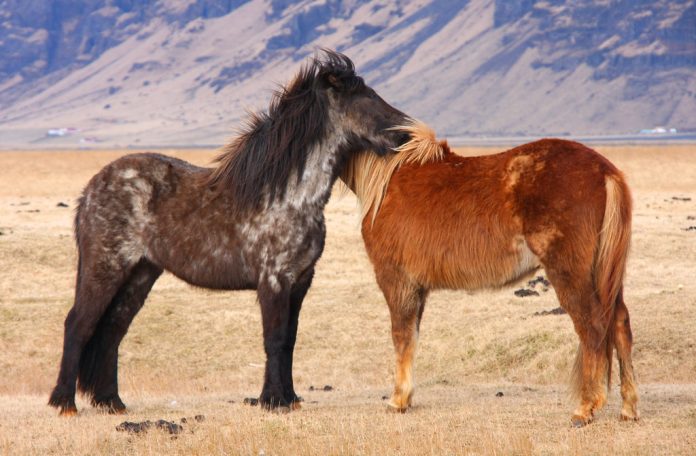 Descubre la fauna en Islandia