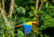 ¿Qué debería incluir el circuito a Costa Rica perfecto?