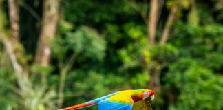 ¿Qué debería incluir el circuito a Costa Rica perfecto?